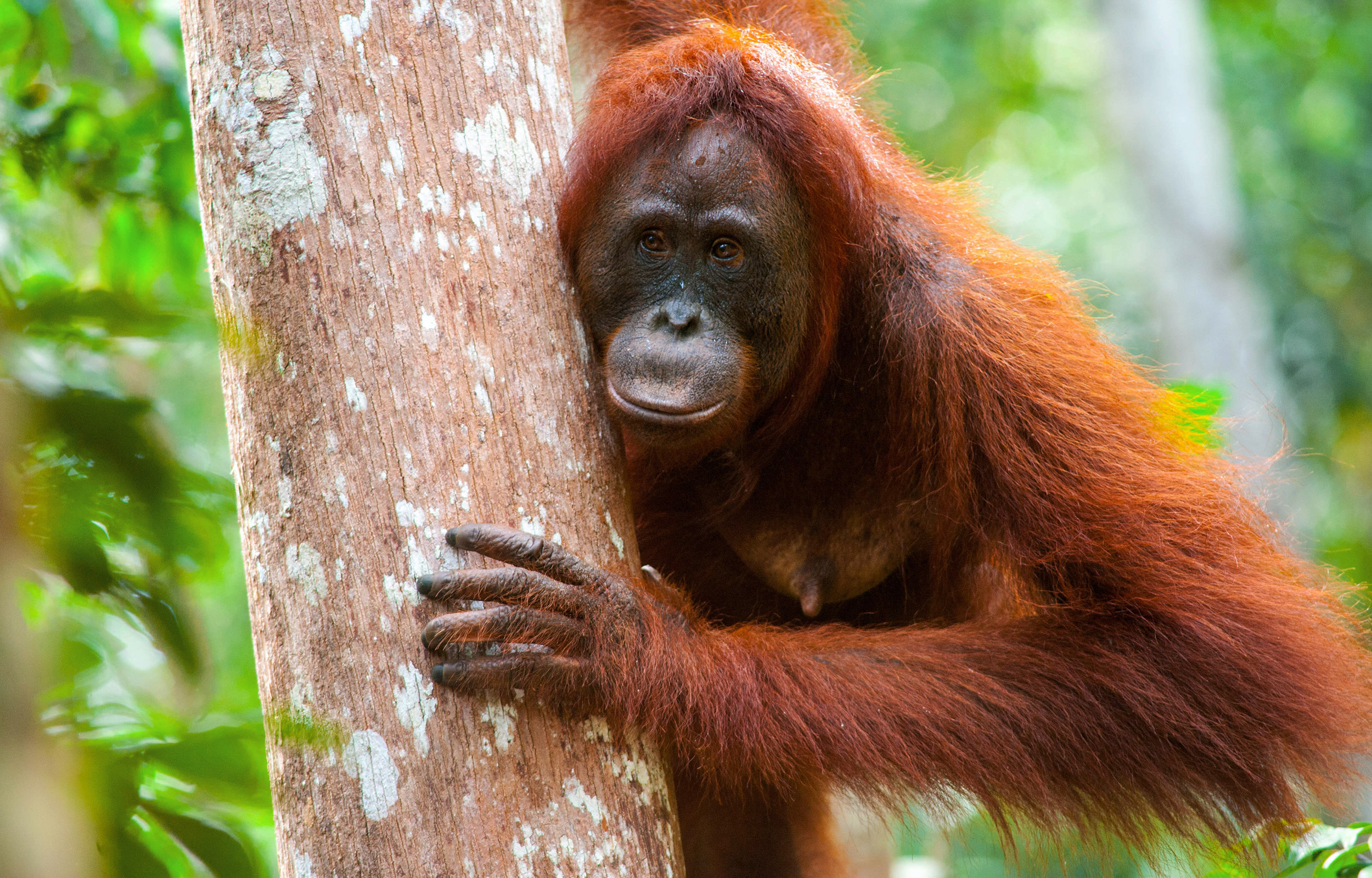 Reiser til Indonesia byr på store opplevelser, som de sjeldne orangutangene i Sumatra