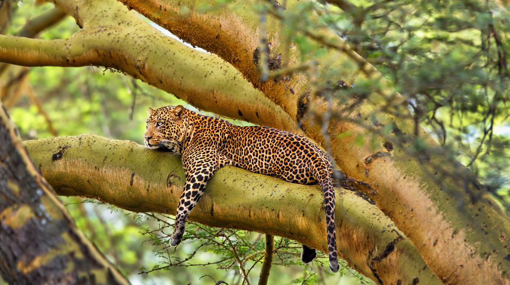 En leopard oppe i trærne