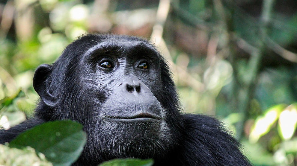Sjimpanse i Kyambura - Queen Elizabeth nasjonalpark