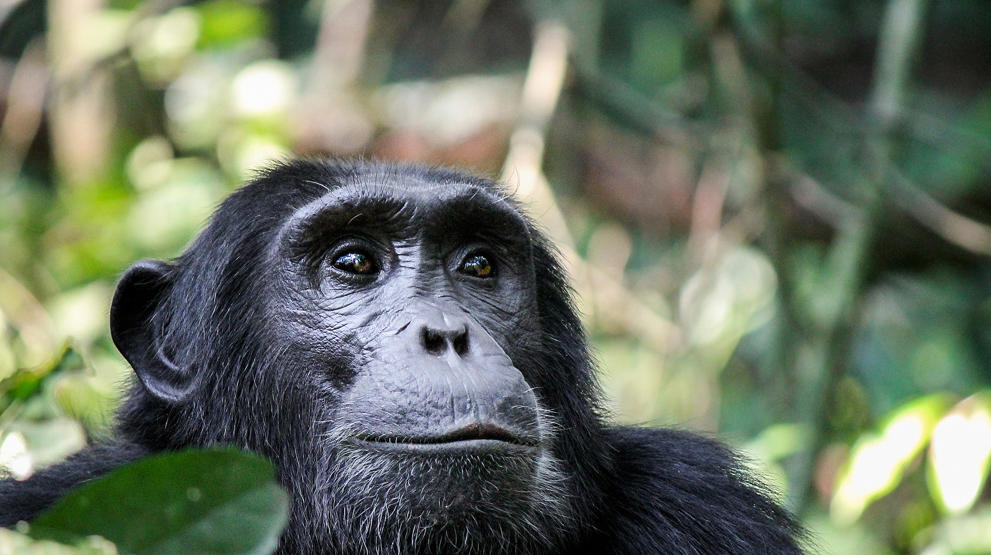 Sjimpanse i Kyambura