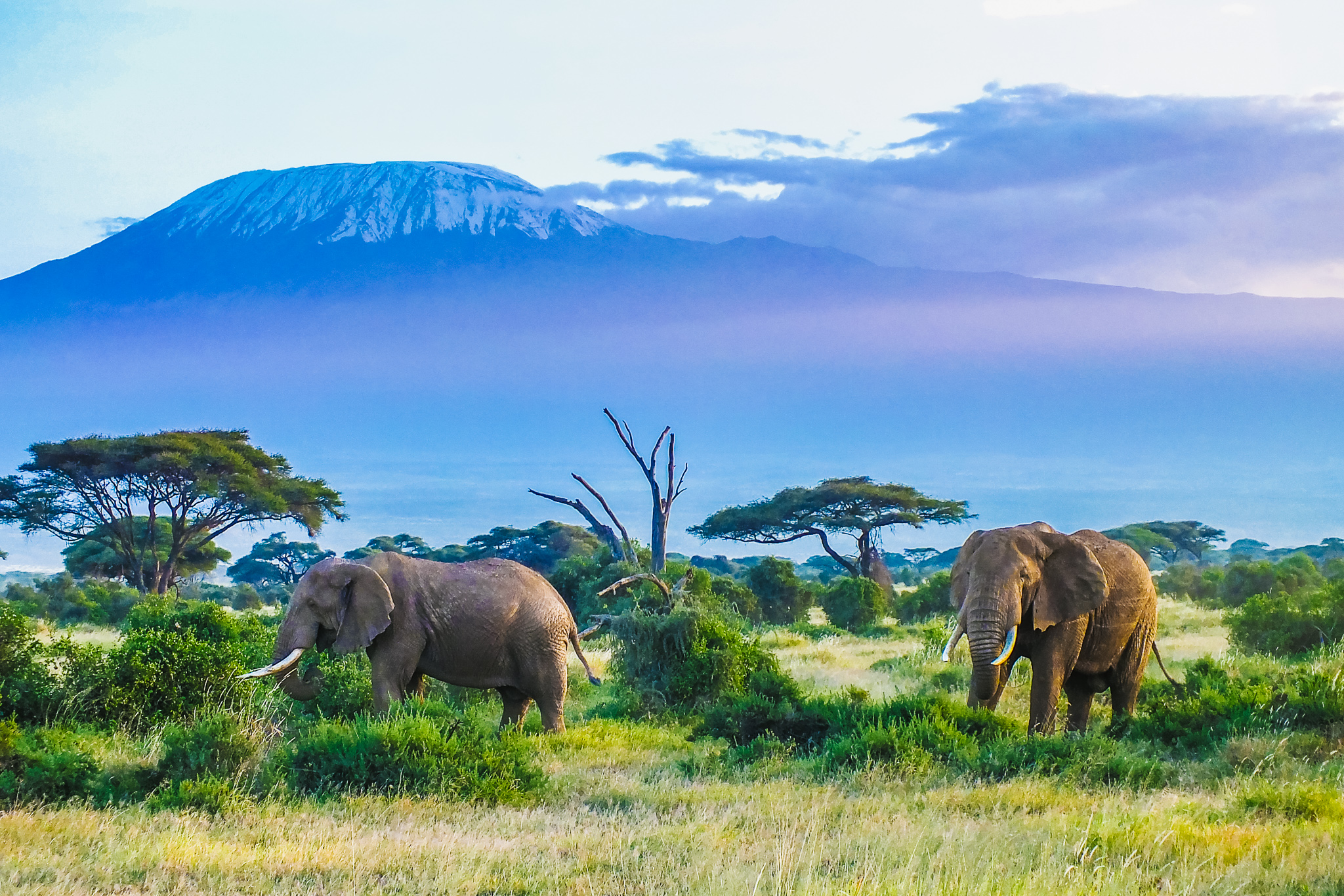 I Amboseli nasjonalpark har du Kilimanjaro som bakgrunn