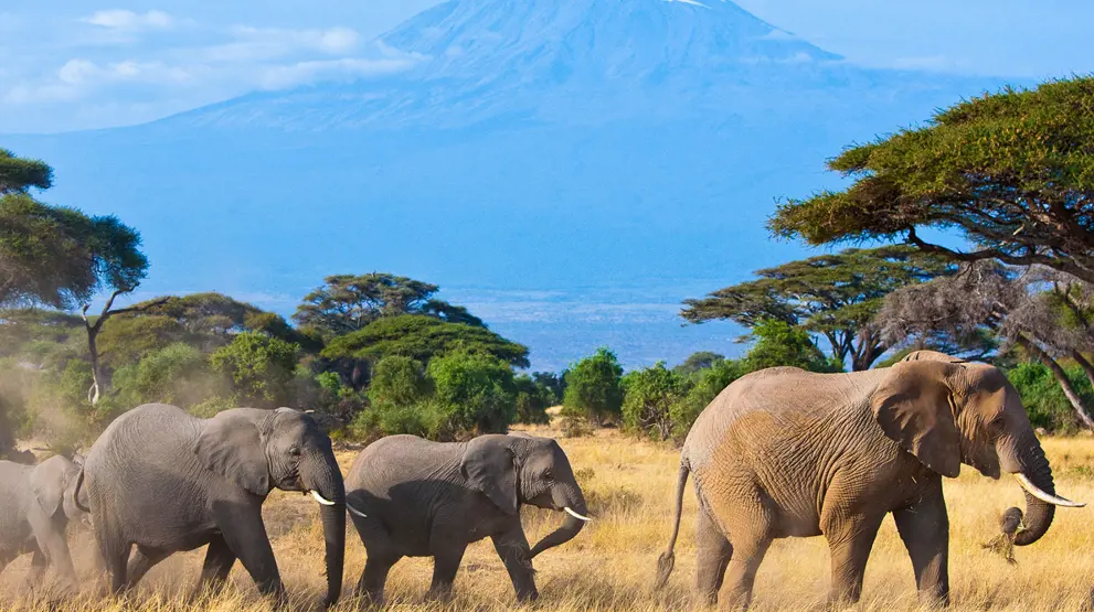 Ta postkortliknende bilder av Kilimanjaro i Amboseli National Park