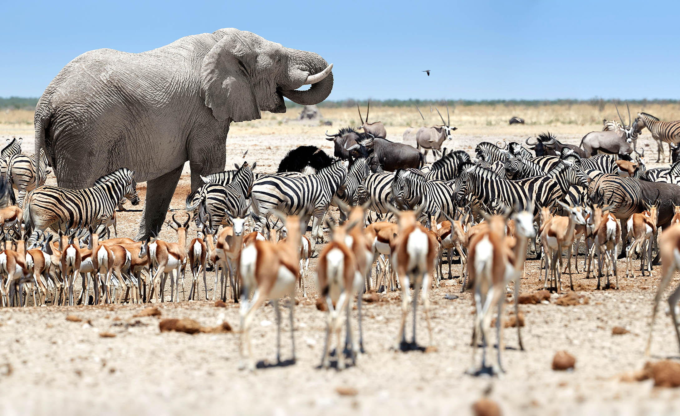Etosha National Park med sitt rike dyreliv