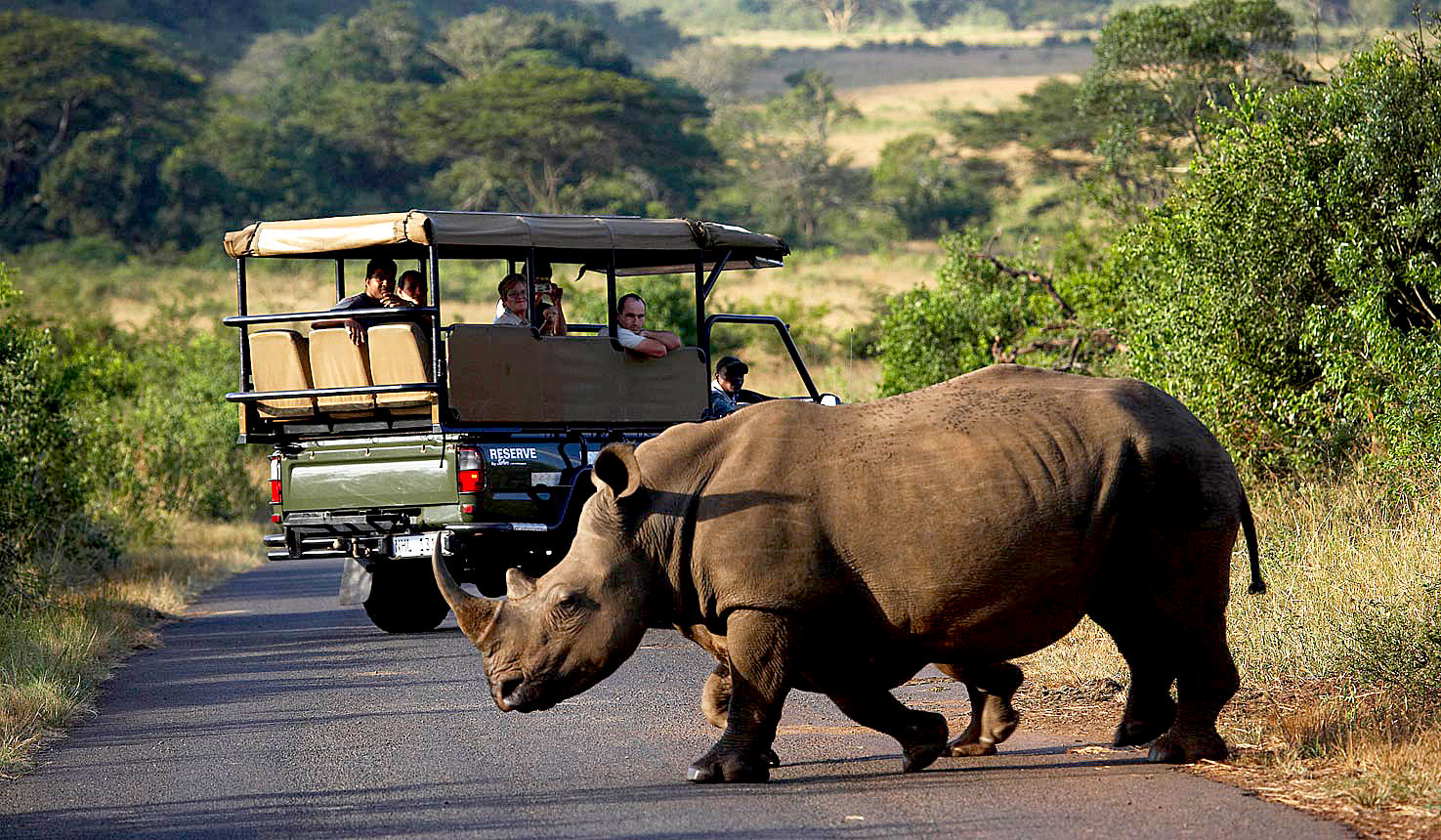 Nesehorn i Hluhluwe-Imfolozi game reserve i Sør-Afrika