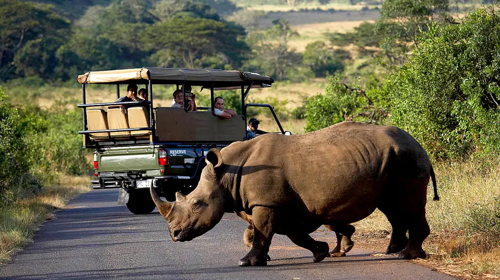 Nesehorn i Hluhluwe-Imfolozi game reserve i Sør-Afrika