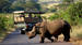 Neshorn som krysser veien - Safari i Sør-Afrika