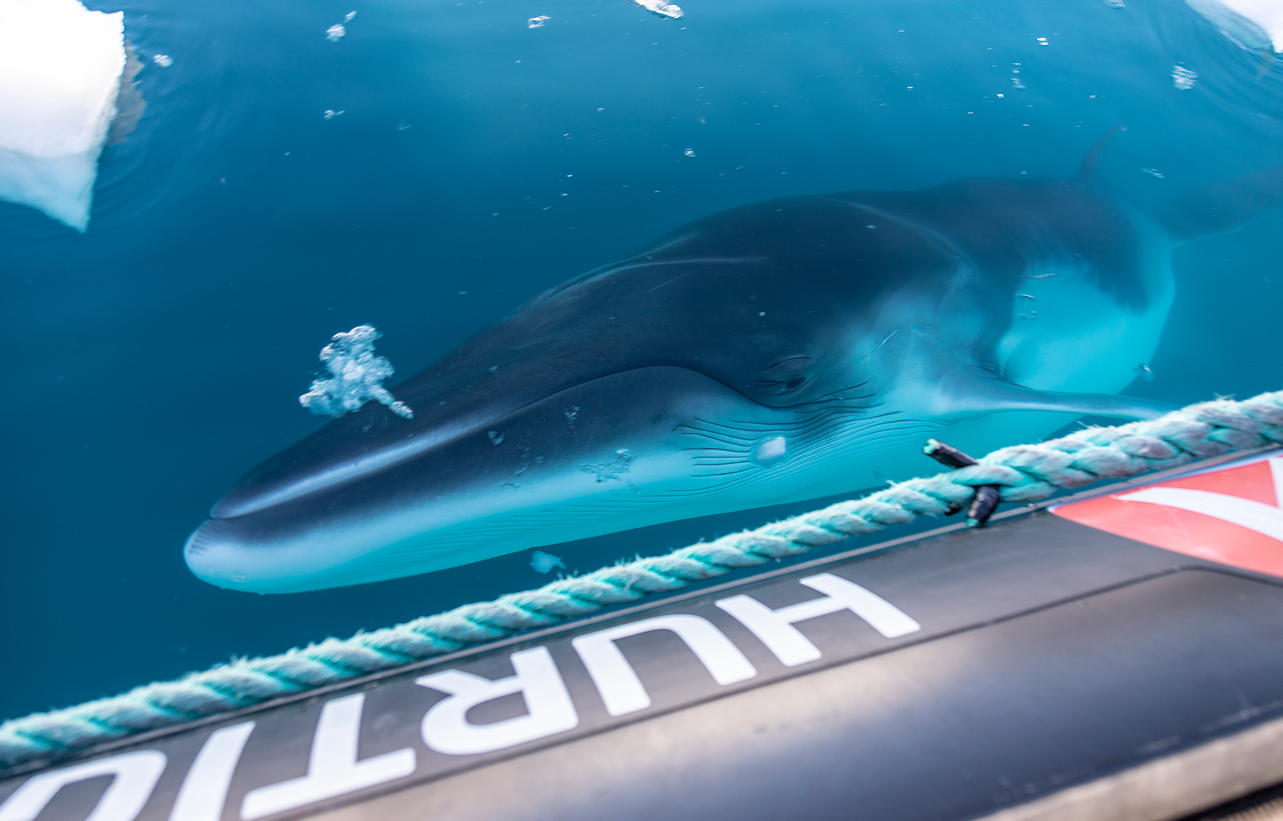 Kom tett på hvalene med Hurtigruten