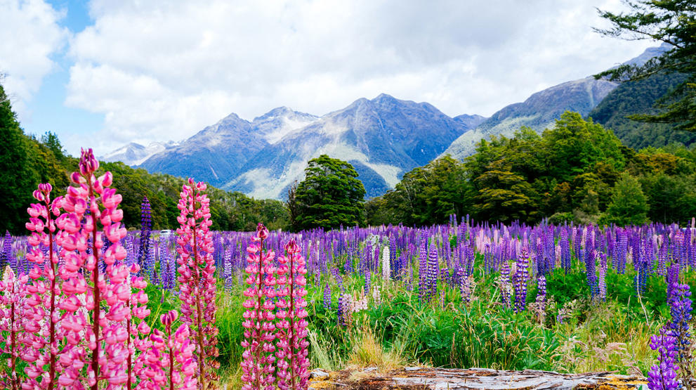 Fiorland National Park, New Zealand