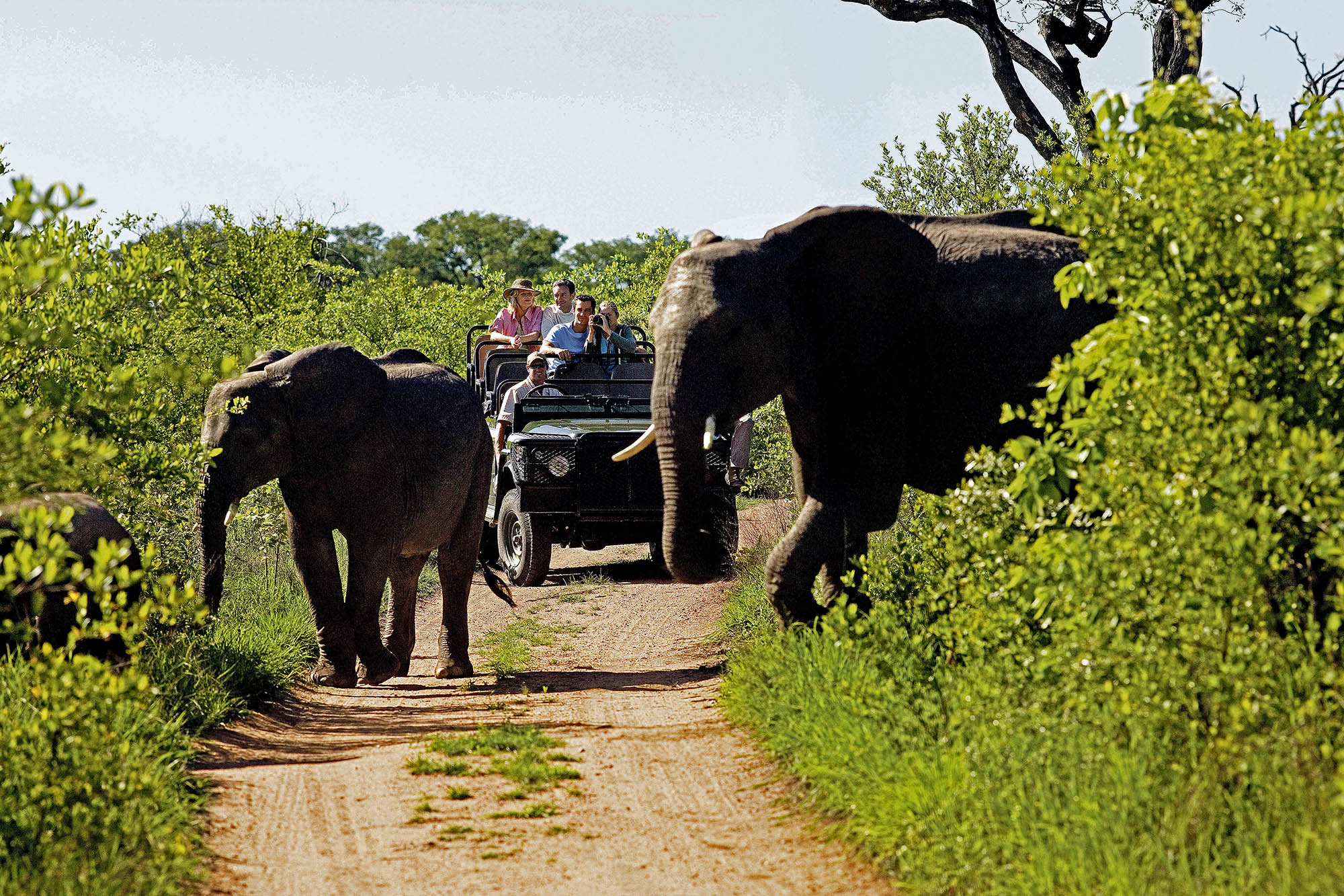 Kom helt tett på dyrene i Sør-Afrikas safariparker