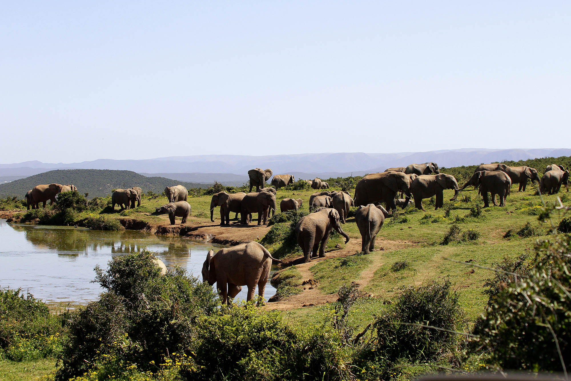 Se de vennlige elefantene i Addo Elephant National Park