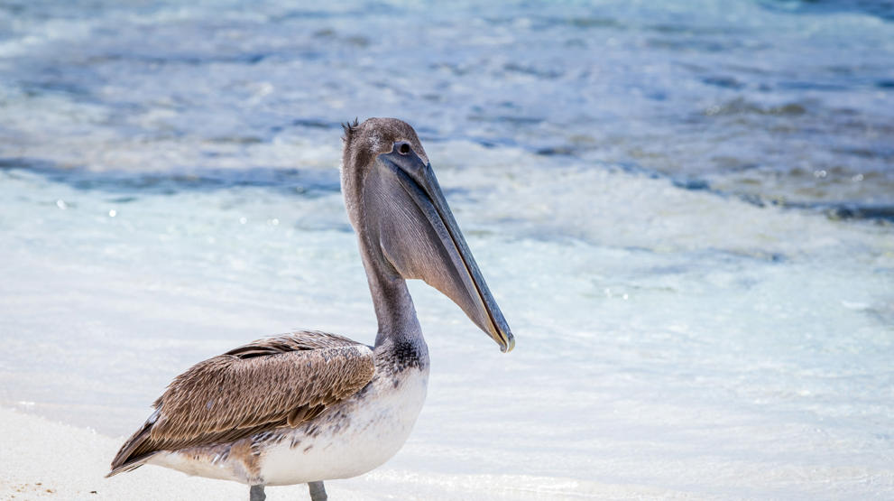 Se det unike dyrelivet på cruise i Karibien