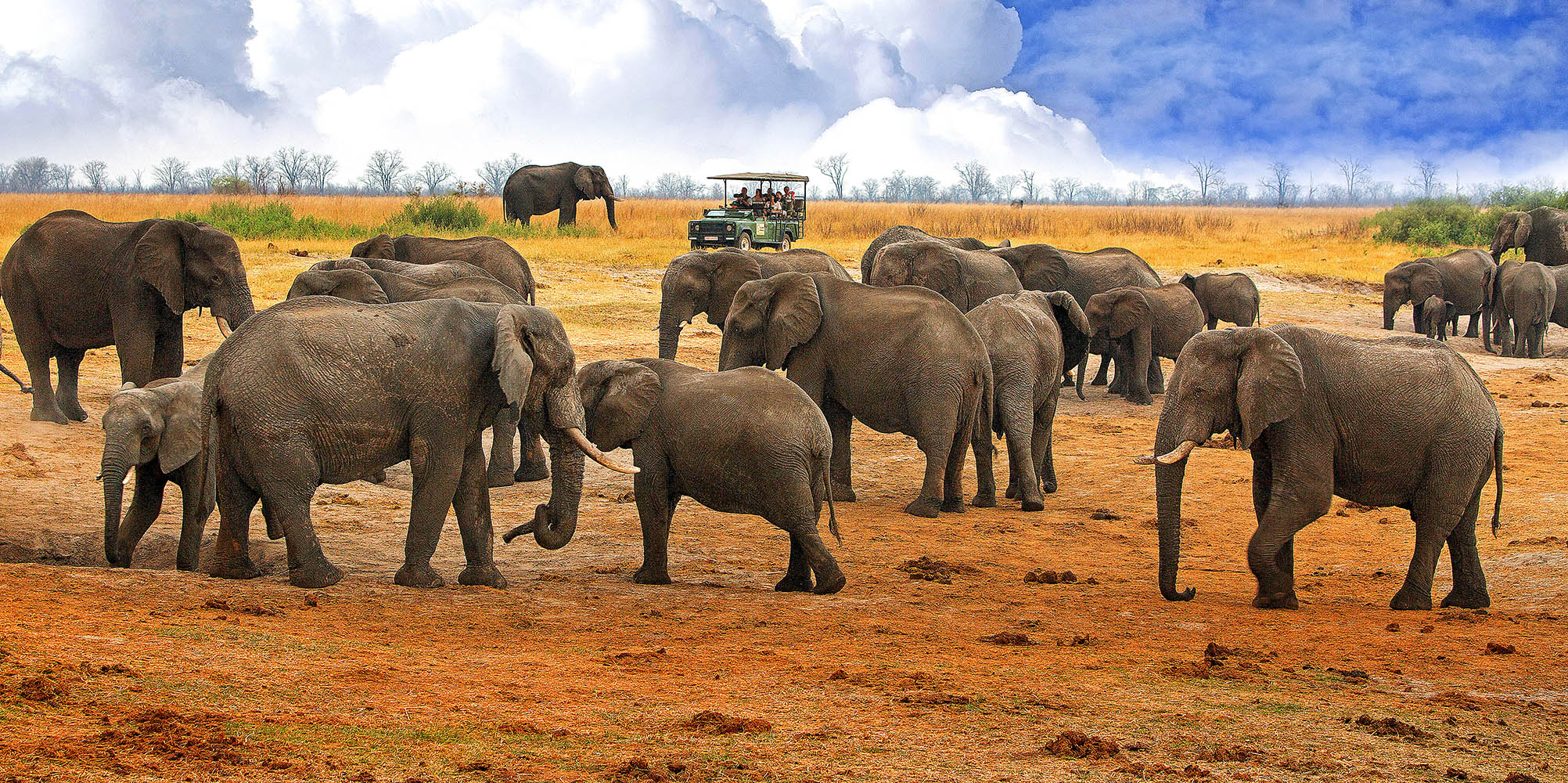 Se de store elefantflokkene i Hwange National Park