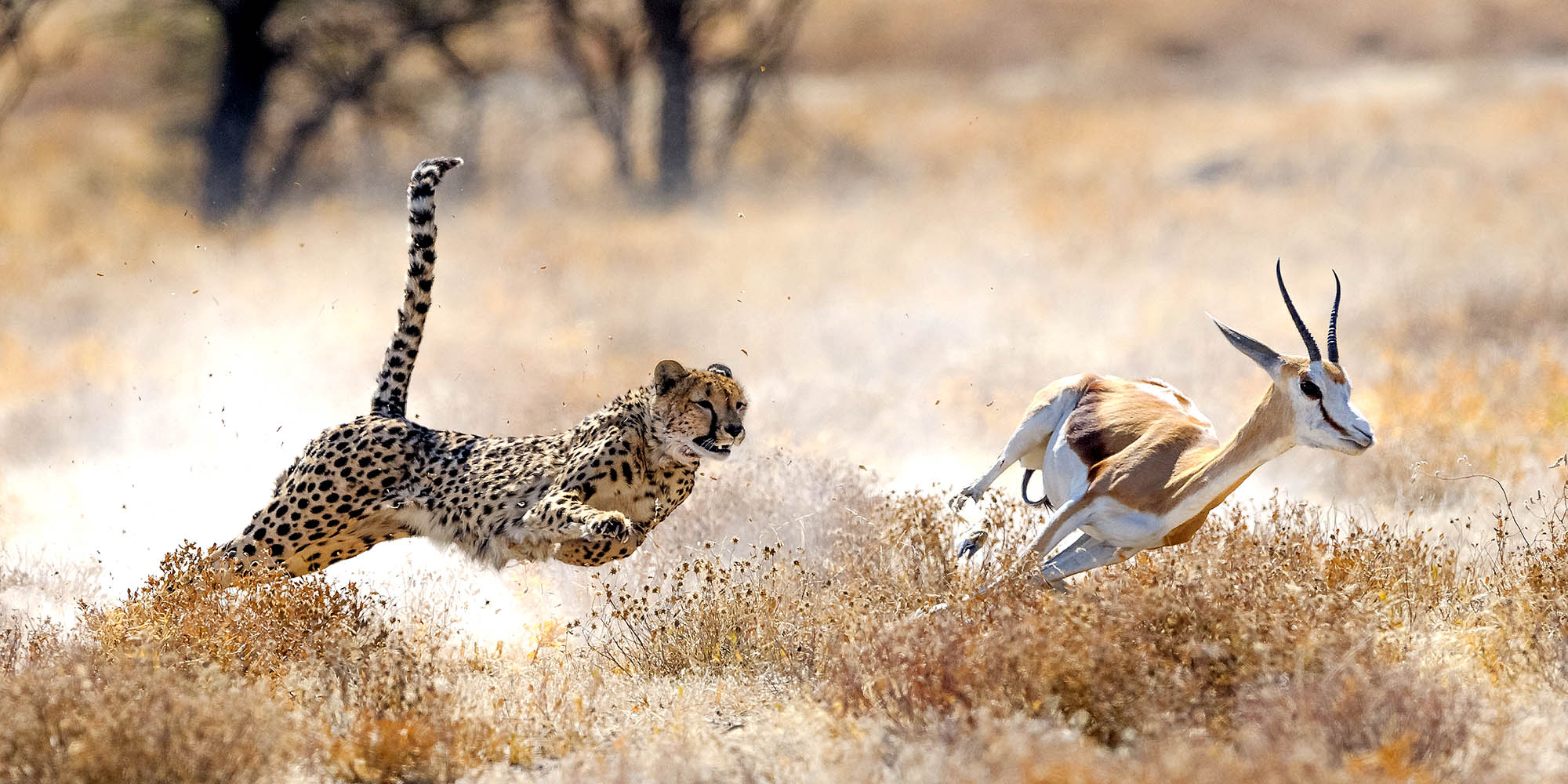 Afrikansk gepard i full jakt etter en antilope