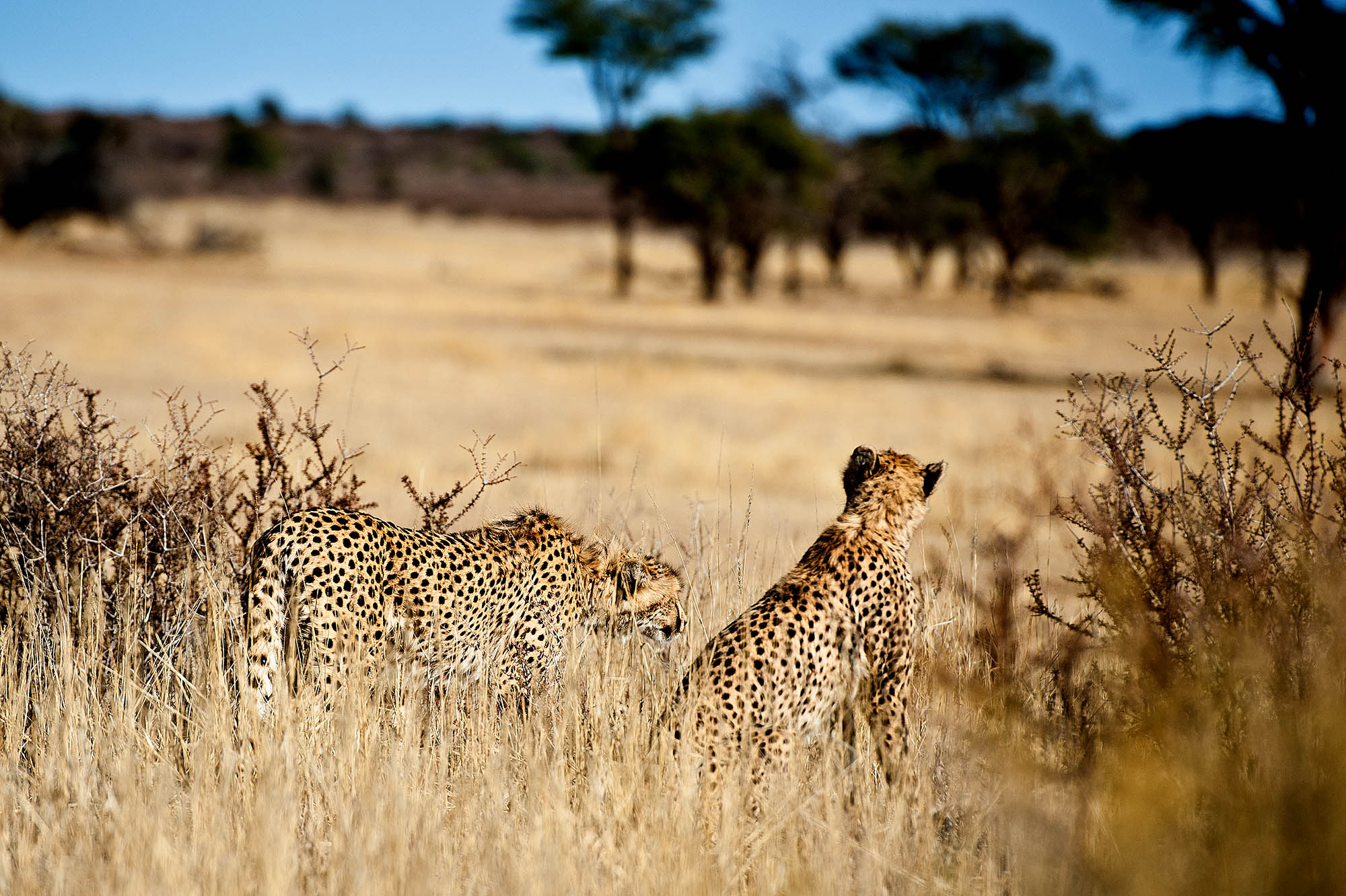 Ville dyr i Botswana - her geparder