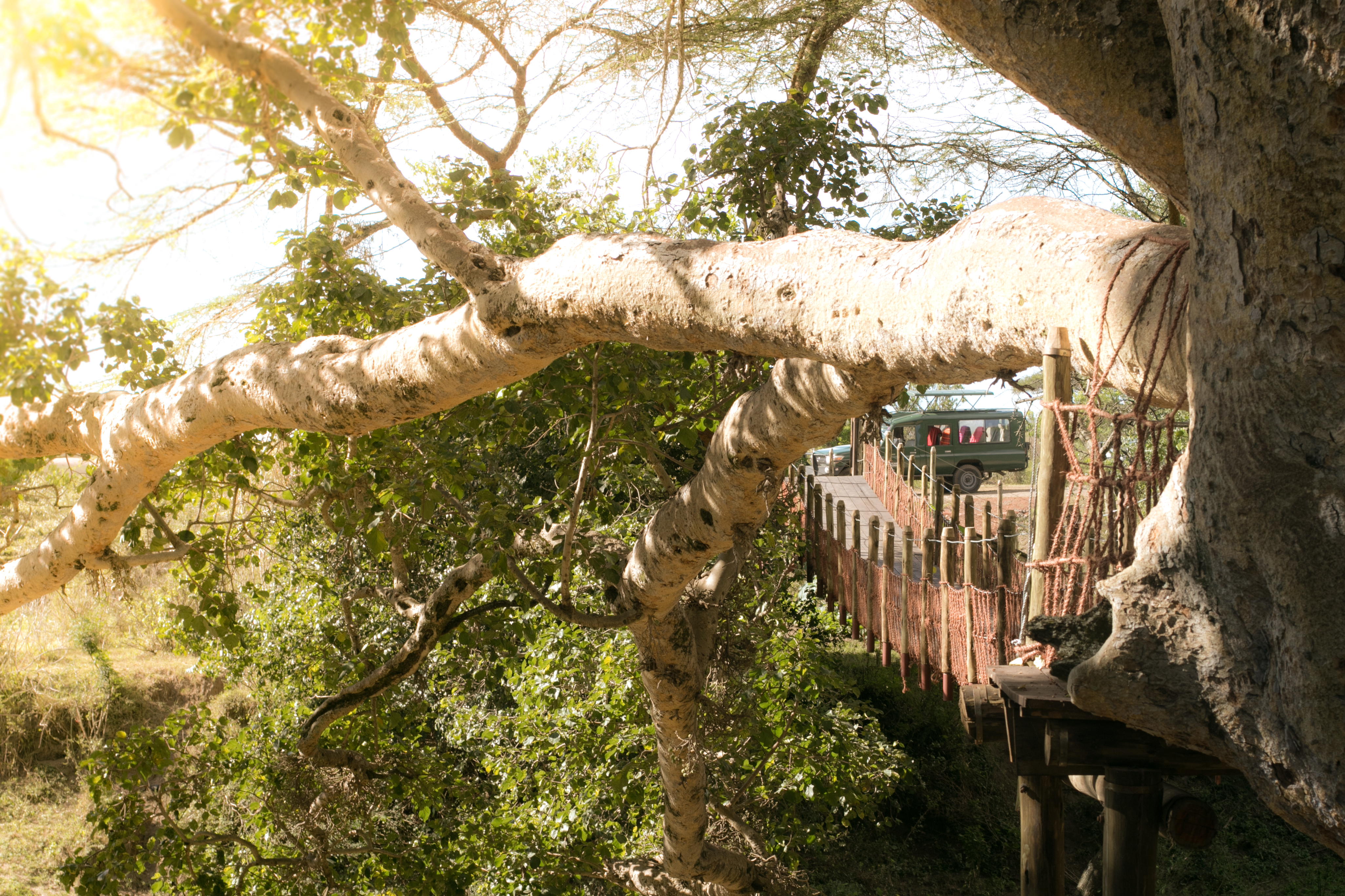Bare en kort spasertur over hengebroa tar deg til safaribilene og dyrelivet i Masai Mara - Safaricamper i Masai Mara. Foto: Basecamp Explorer