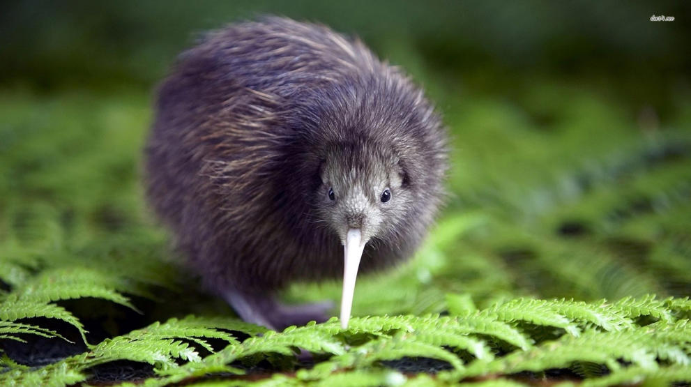 Den sjeldne Kiwi-fuglen - Bilferie på New Zealand