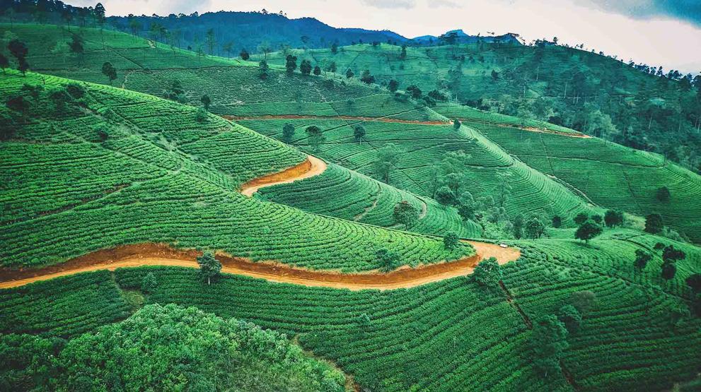 Oppdag de berømte teplantasjene på Sri Lanka