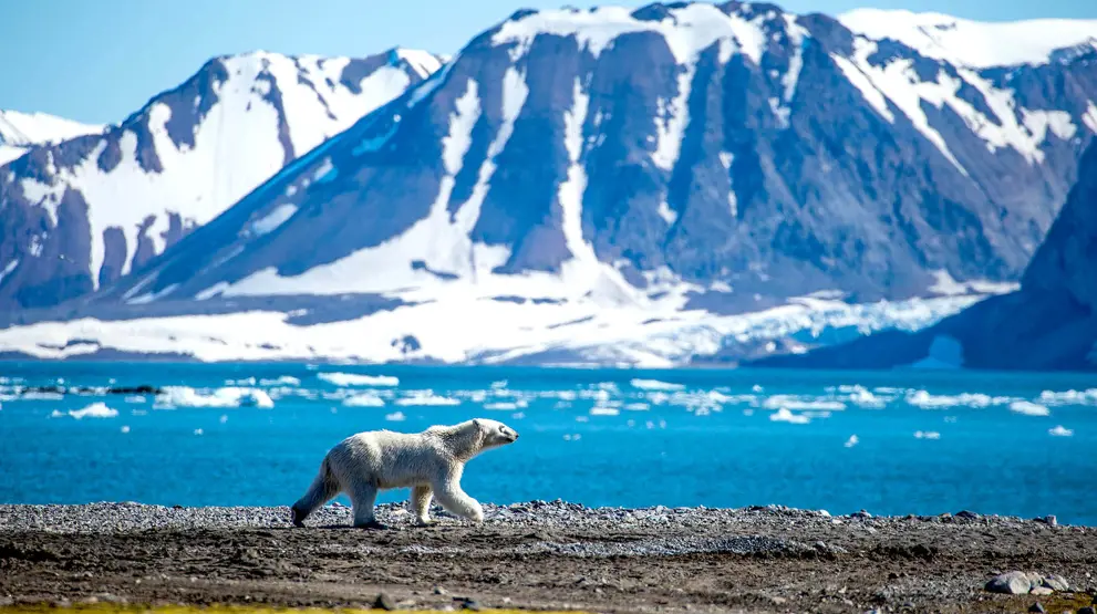 Isbjørn på Svalbard