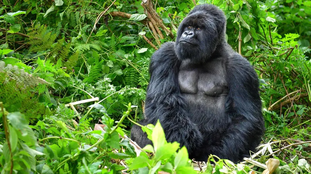 Møt de fascinerende fjellgorillaene i Uganda