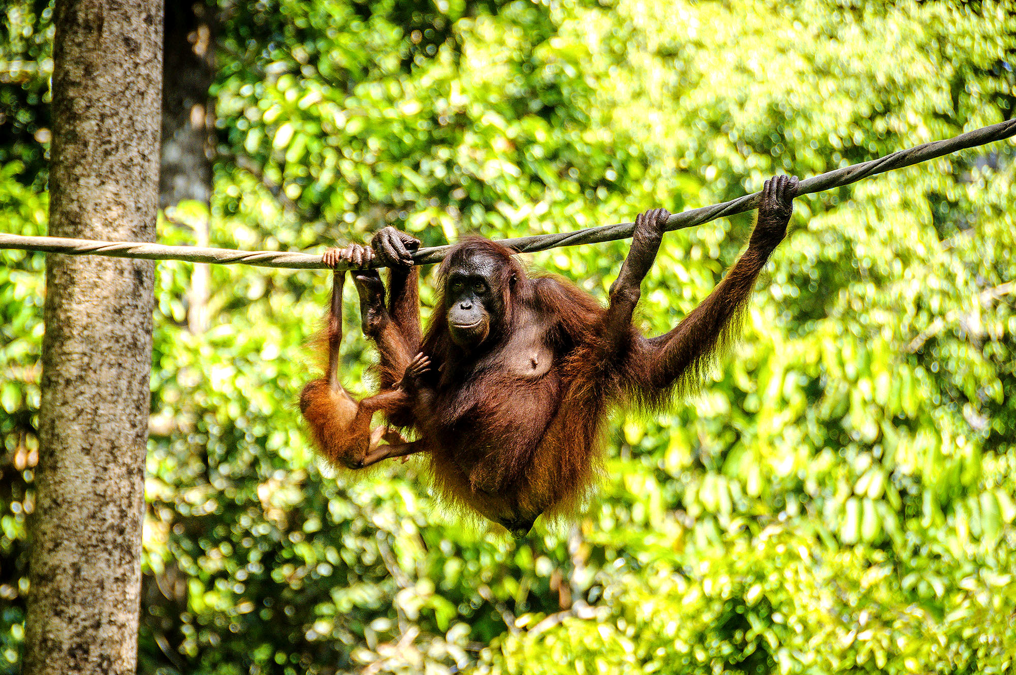 Orangutang mor og barn på Borneo - Rundreiser i Asia