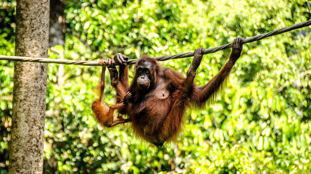 Orangutang mor og barn på Borneo - Rundreiser i Asia