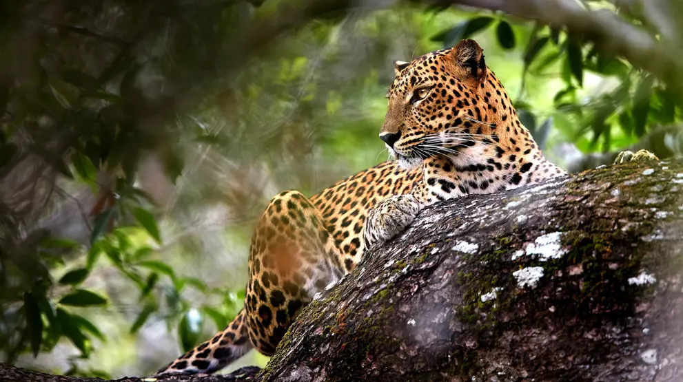 Se verdens største konsentrasjon av leoparder i Yala National Park