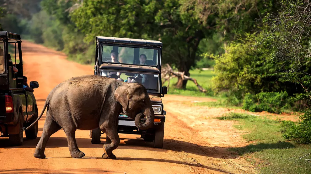 Sri Lankas ville elefanter er unike