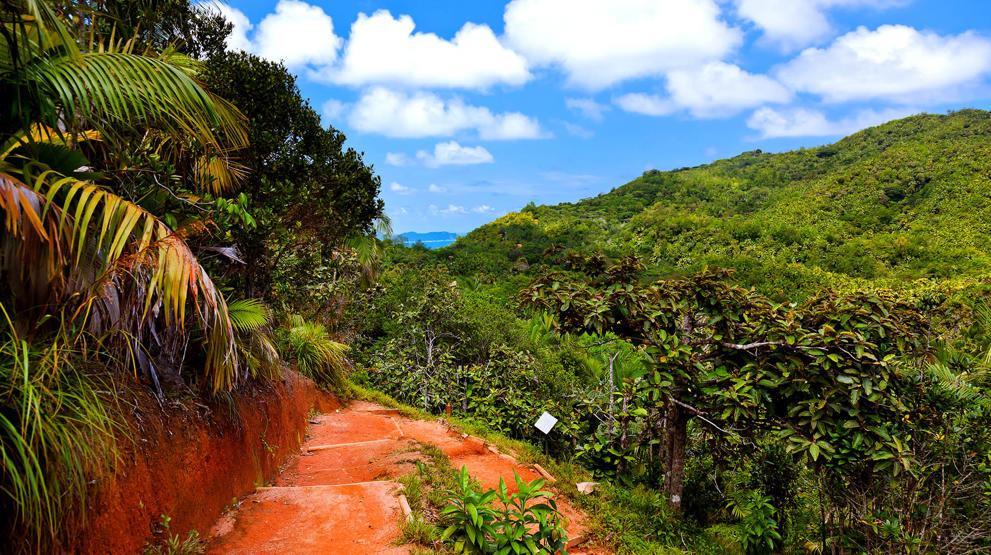 Det frodige naturreservatet Vallé de Mai - Reiser til Seychellene
