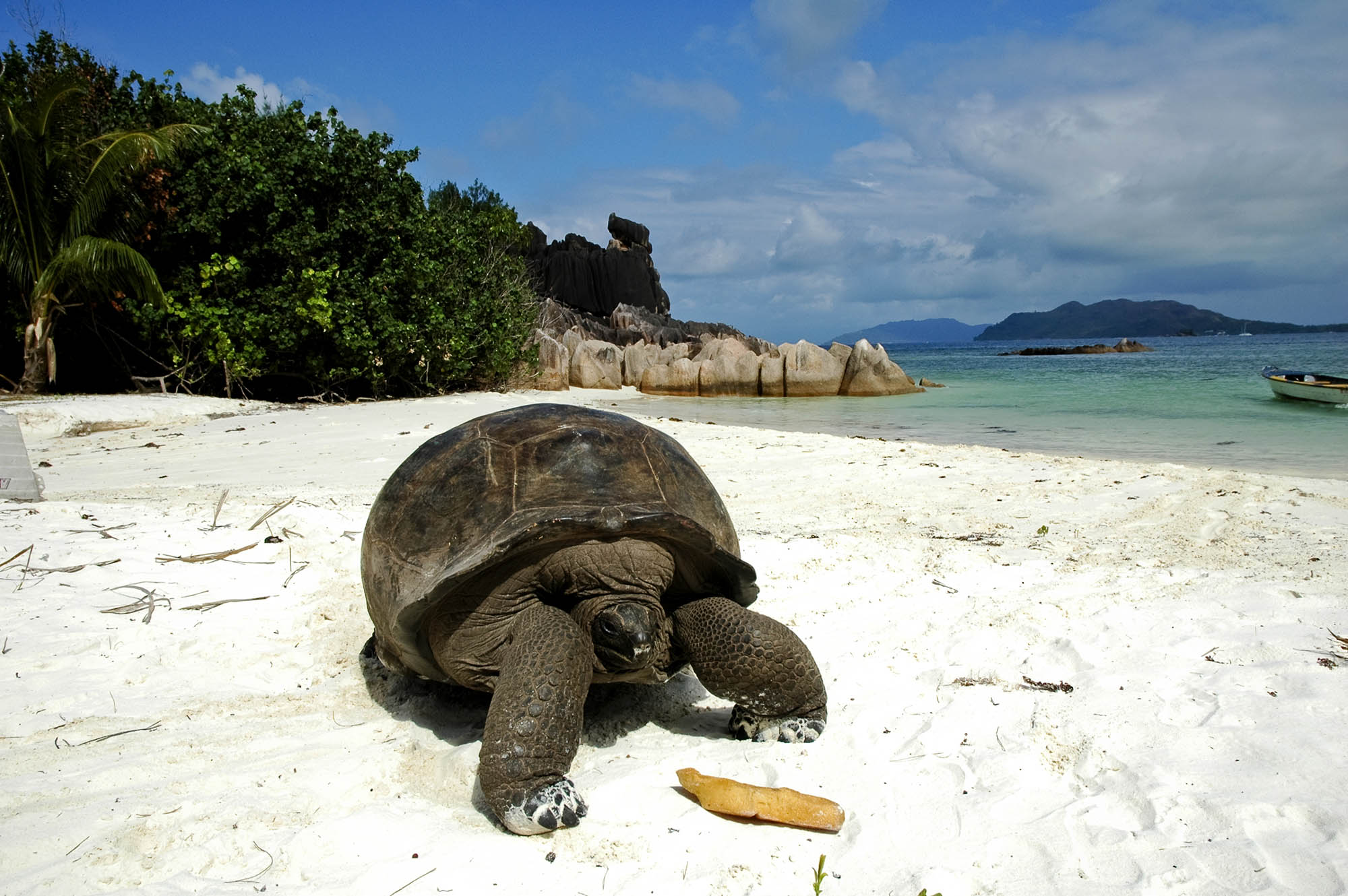 Skillpadde på Seychellene