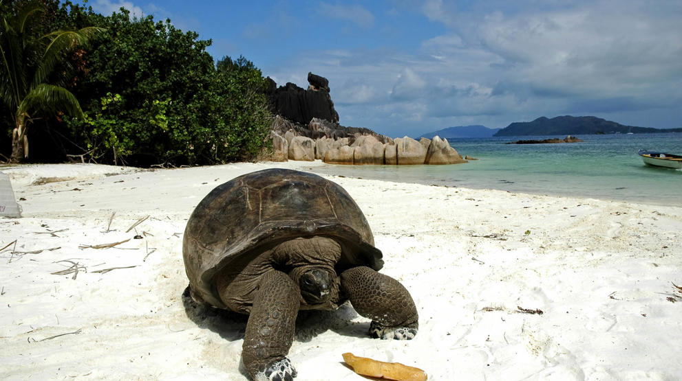 Skillpadde på Seychellene