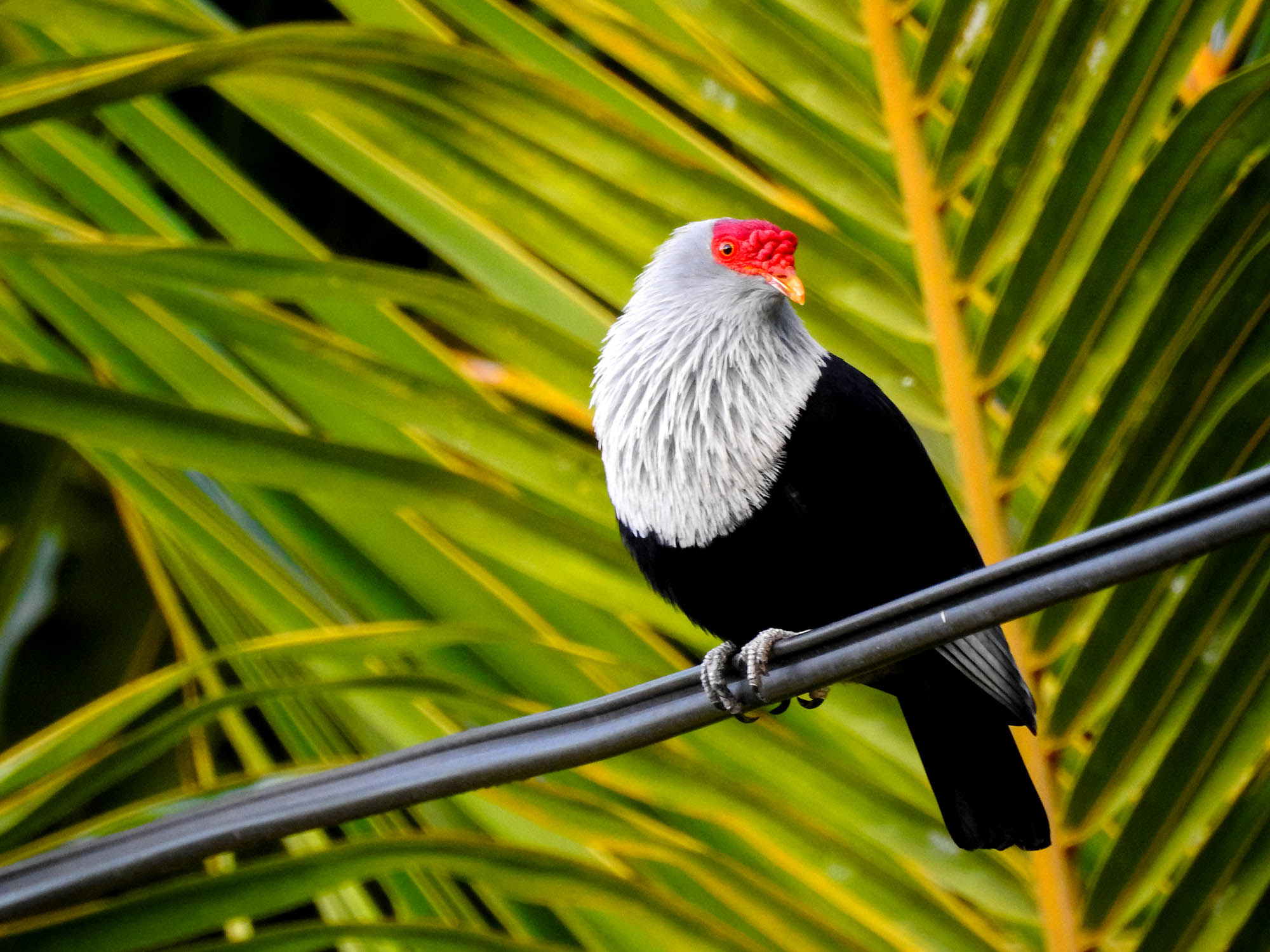 Seychellene har flere endemiske fuglearter som blåduen