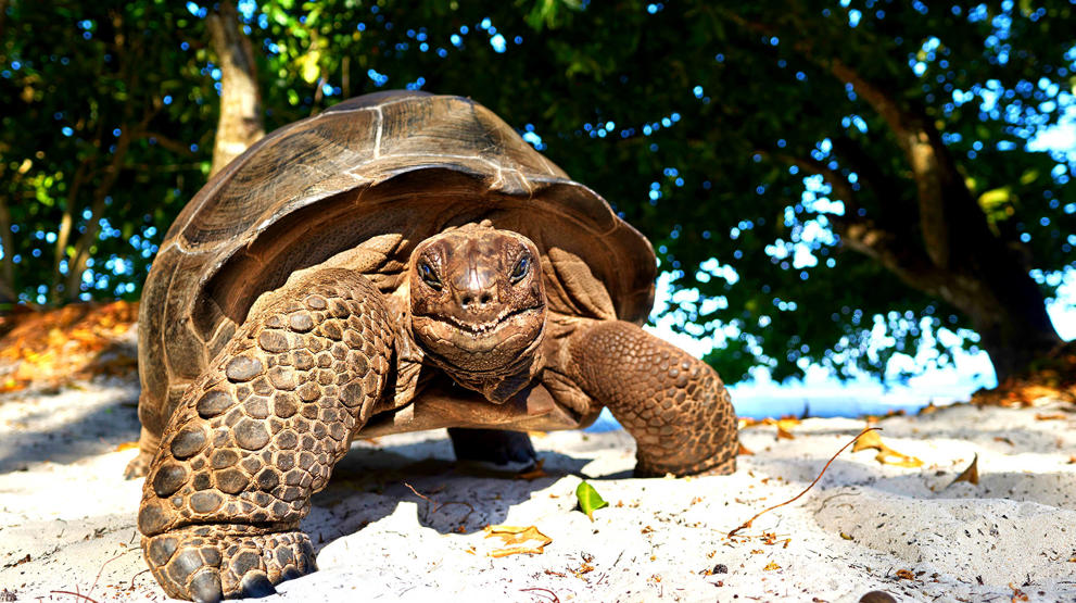 Kjempeskilpadden Aldabara finnes kun på Seychellene 