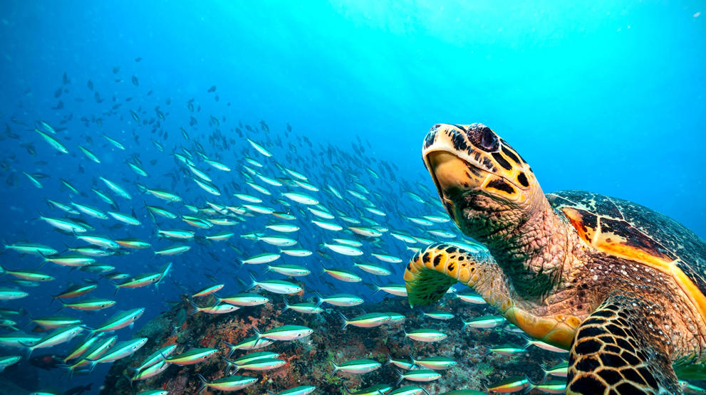 Opplev det spennende undervannslivet - Reiser til Seychellene