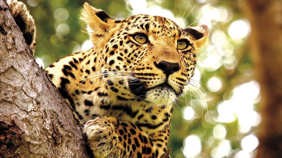 Leopard i Tanzania 