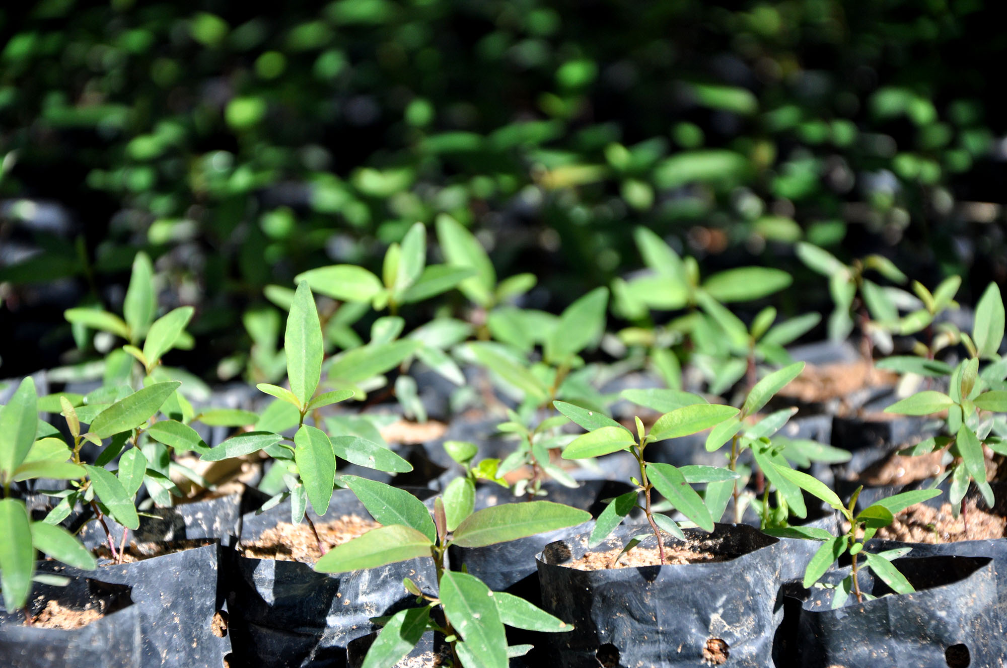 Spirende nytt liv på Madagaskar