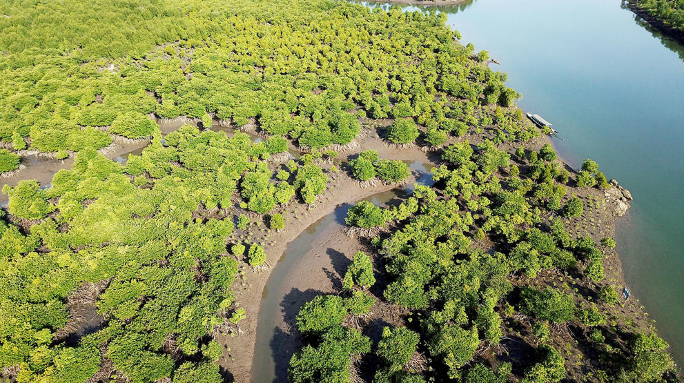 Gjenoppbygging av mangroveøkosystemer i Myanmar