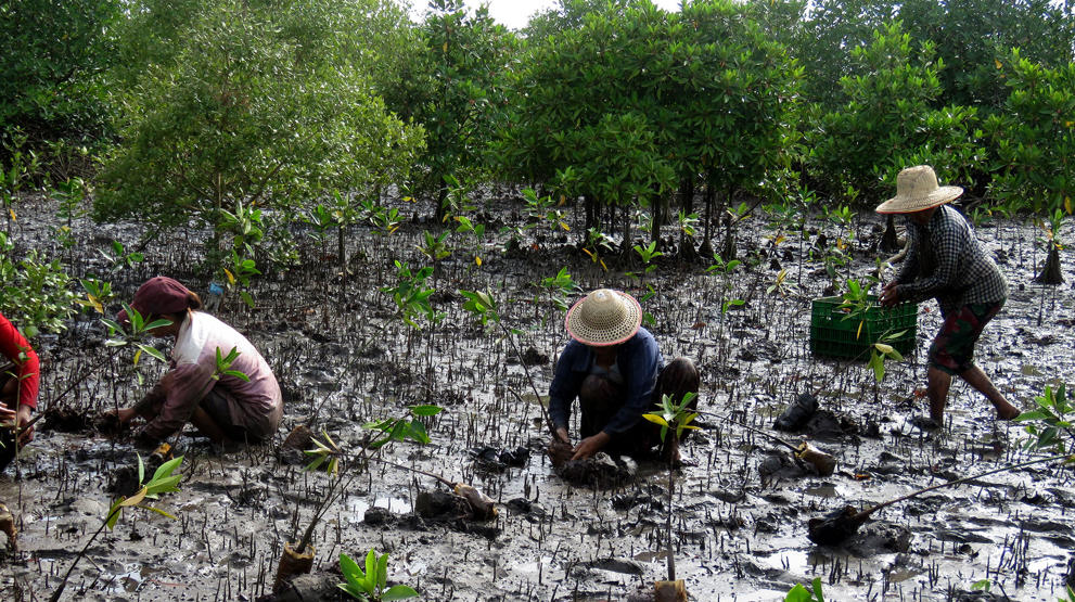 Det blir plantet mangroveplanter i Myanmar