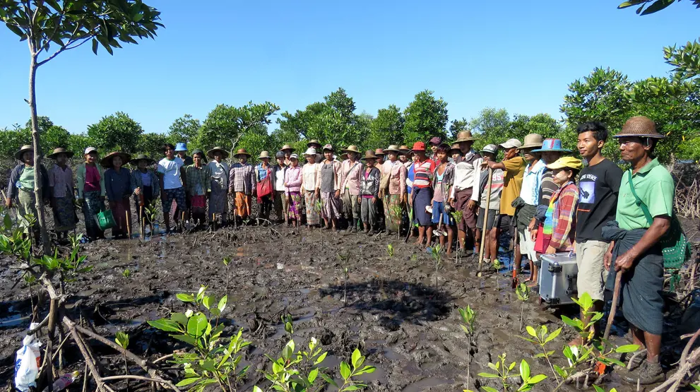 Konstruksjon av mangroveskog i Myanmar