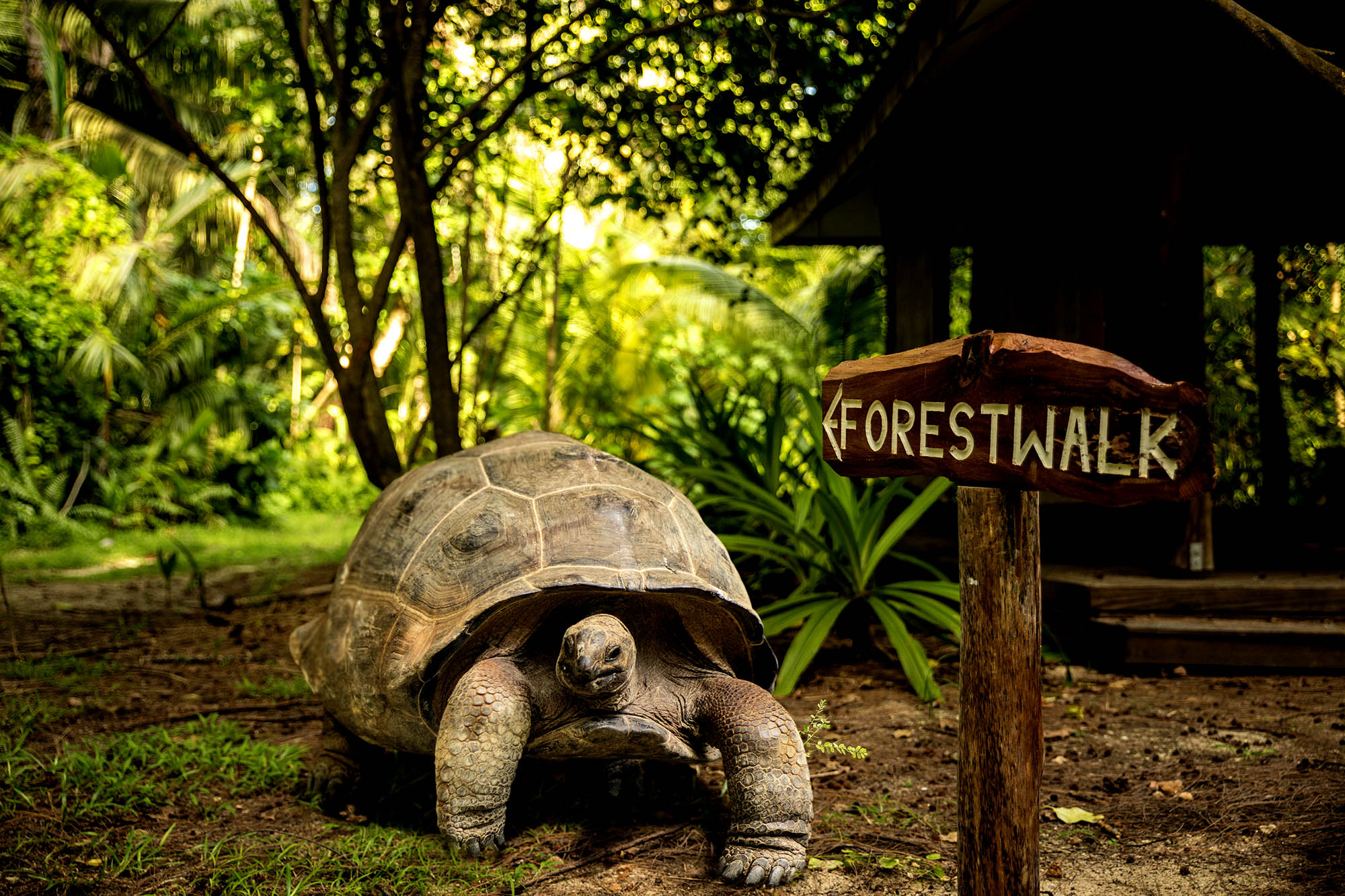 Opplev de kjempestore landskildpaddenw på flere av øyene