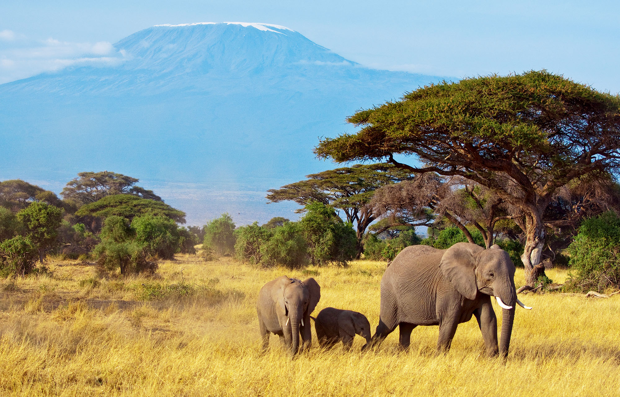 Majestetiske elefanter foran Afrikas høyeste fjell, Kilimanjaro