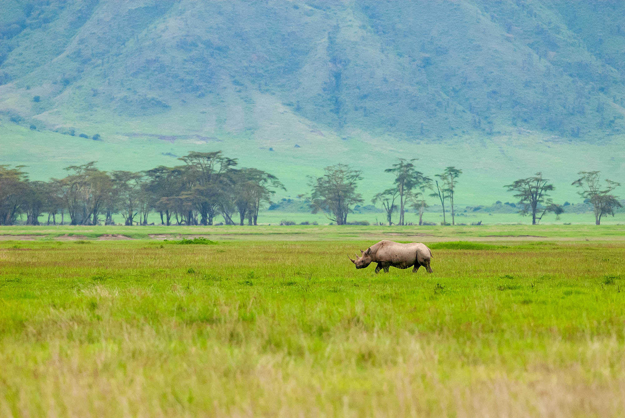 Få muligheten til å se neshornet - en del av "The Big Five" i Ngorongoro-krateret