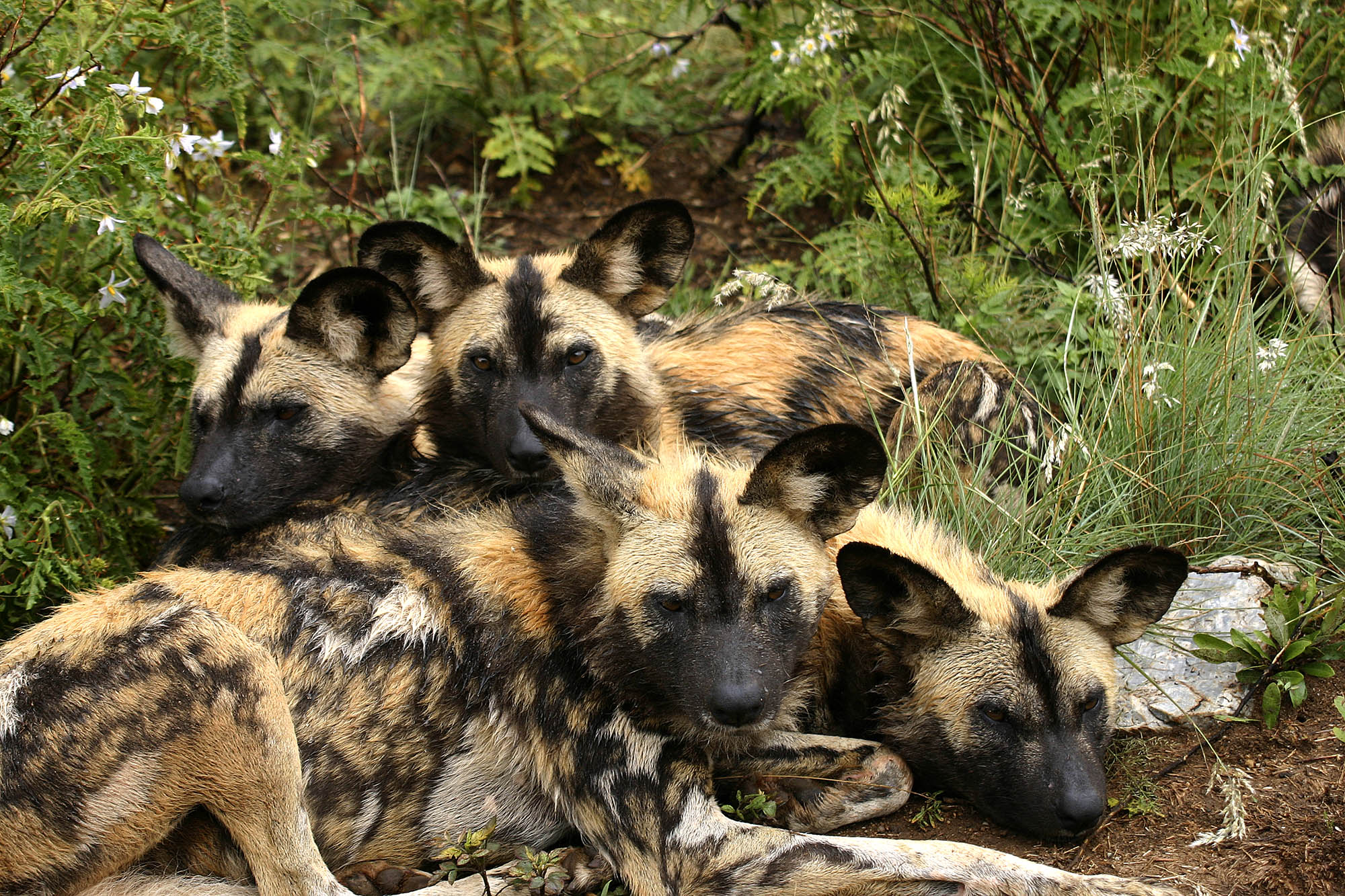 Tanzania garanterer et rikt dyreliv med bl.a. de afrikanske villhundene