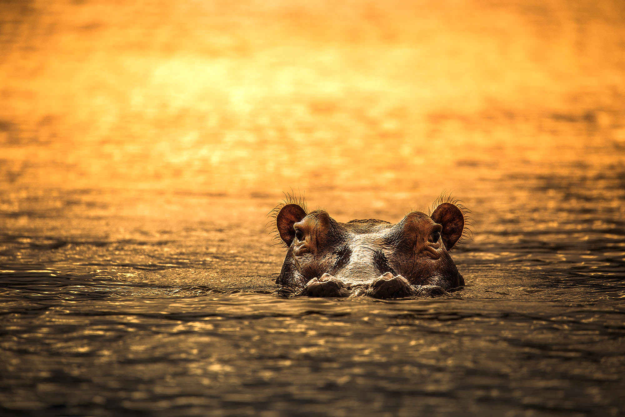 En flodhest i den gyldne kveldssolen i Nyerere National Park
