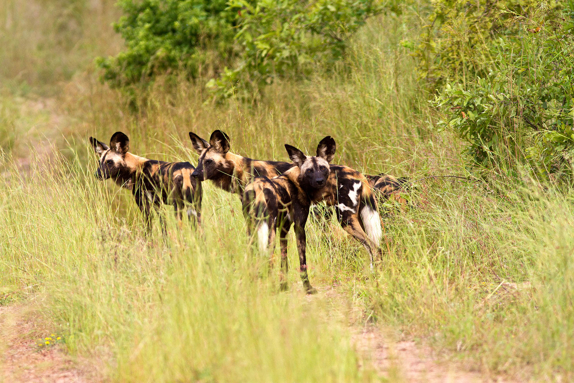 Hold utkikk etter de afrikanske villhundene på safari i Tanzania