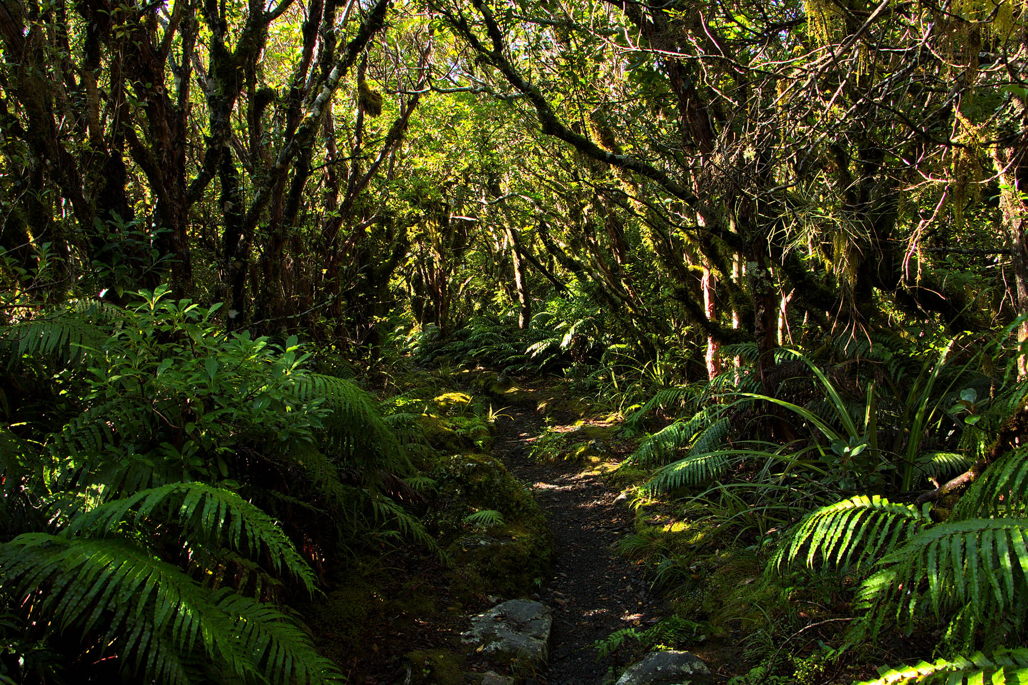 Forlokkende jungel på turen Kapuni Loop Track