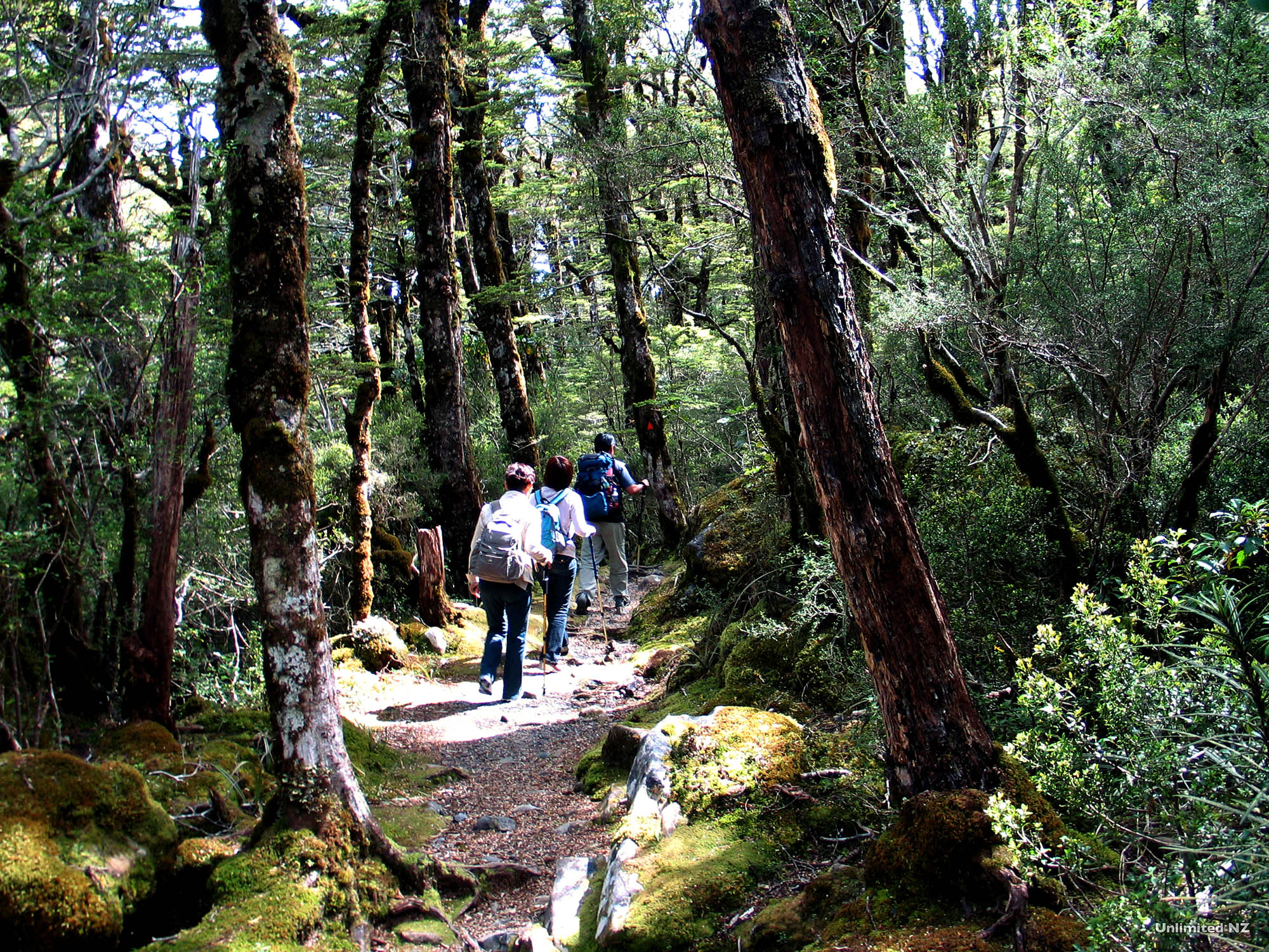 Bealy Valley | Credit: Tourism NZ