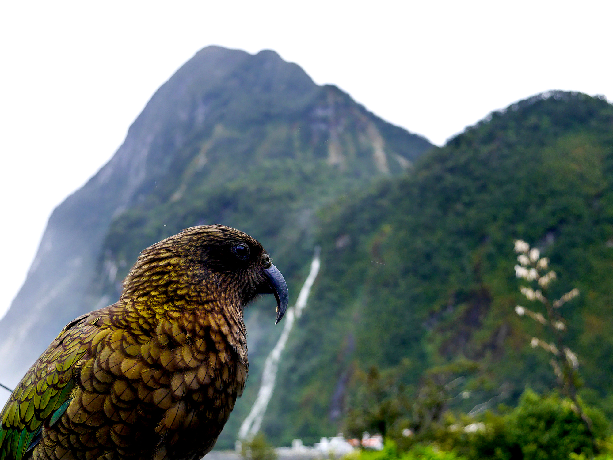 En Kea i Milford Sound
