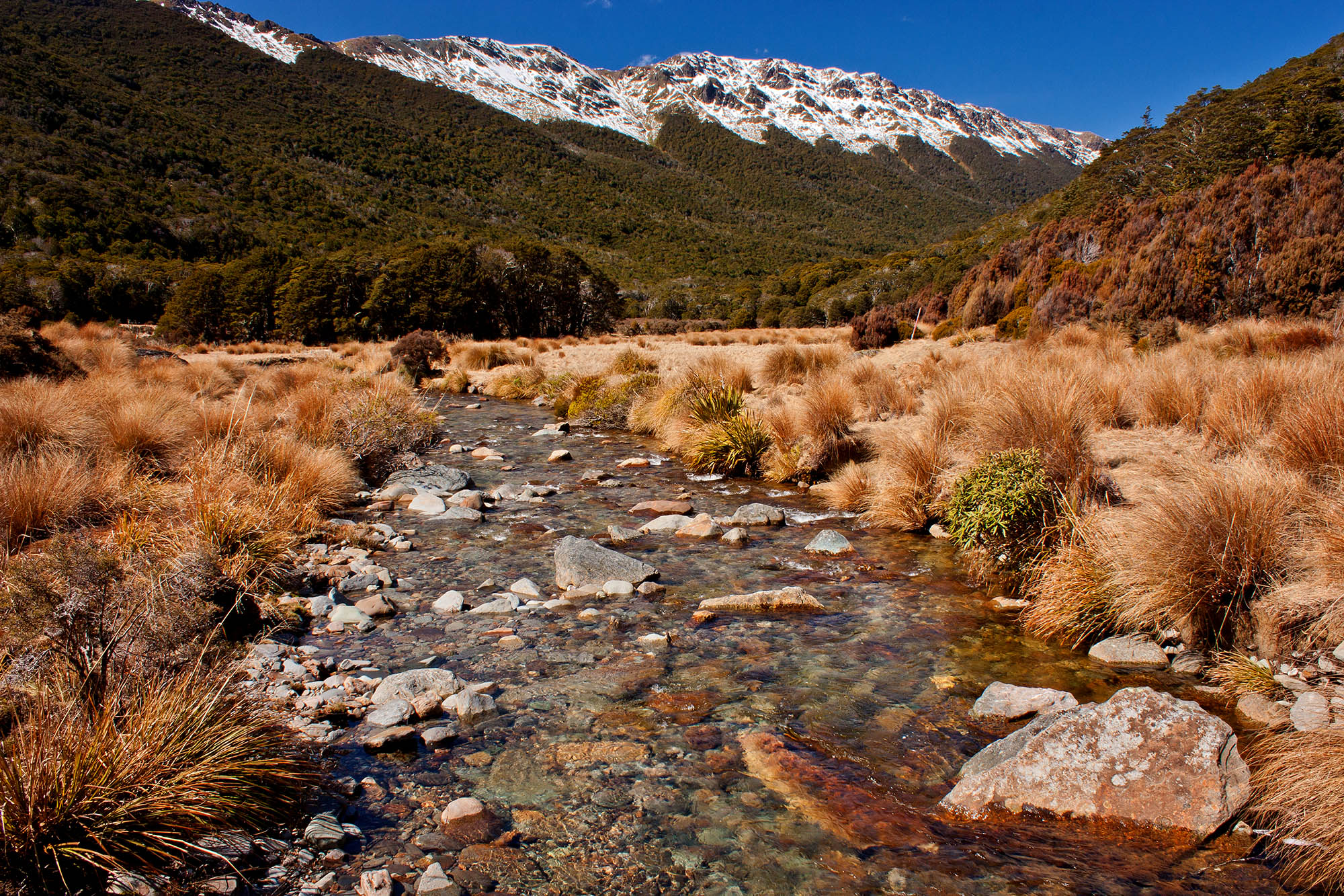 Tundralandskap i Kahurangi