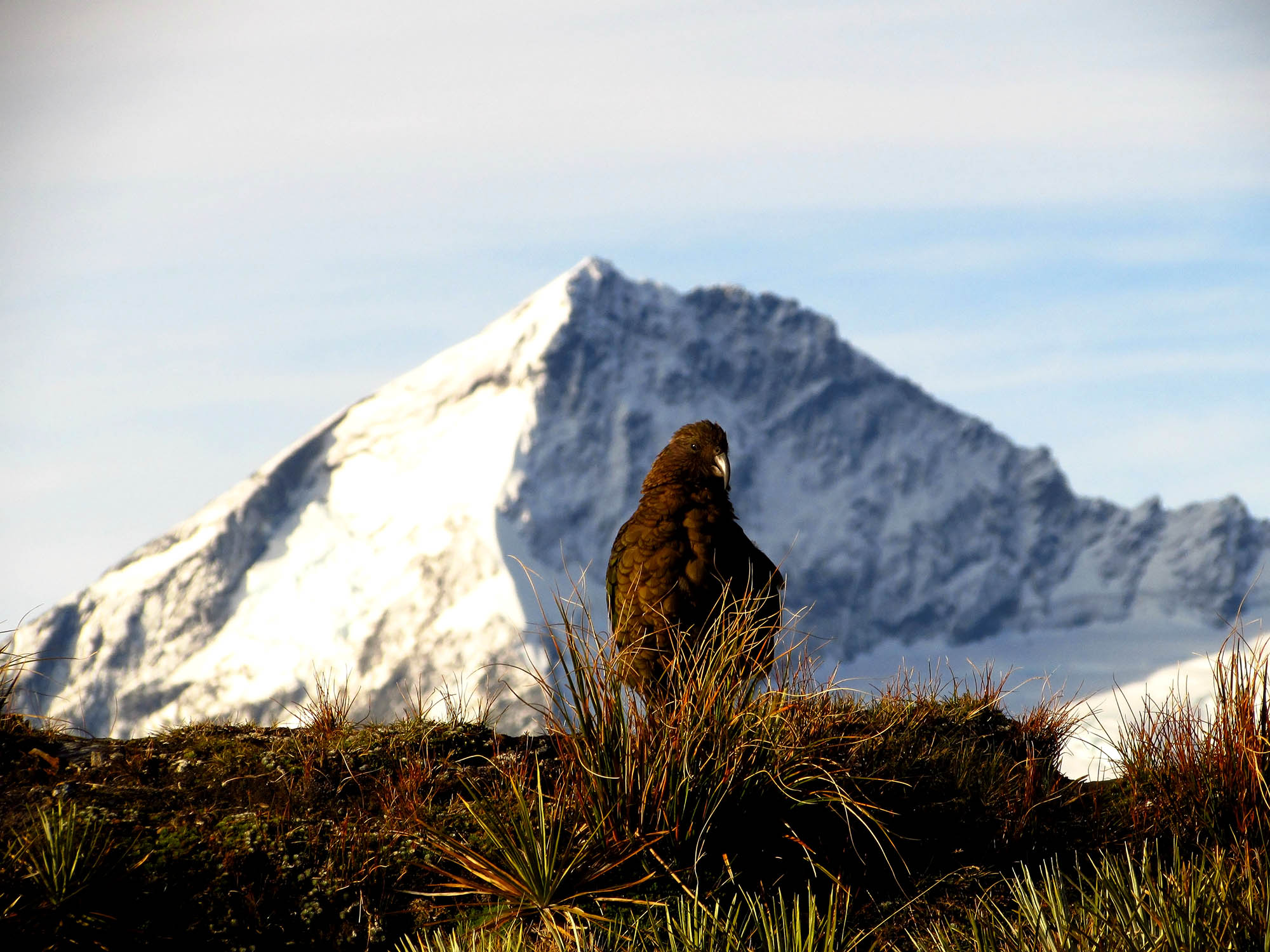 Papegøyen Kea foran Mount Aspiring