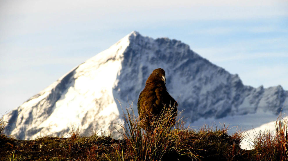 Papegøyen Kea foran Mount Aspiring